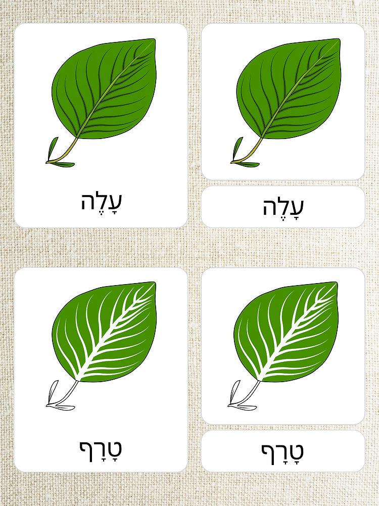 כרטיסיות בשלושה חלקים - חלקי העלה