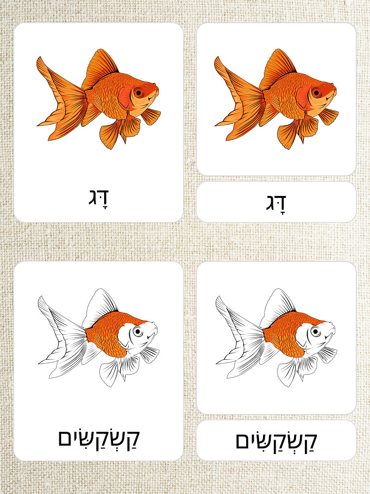 כרטיסיות בשלושה חלקים - חלקי הדג