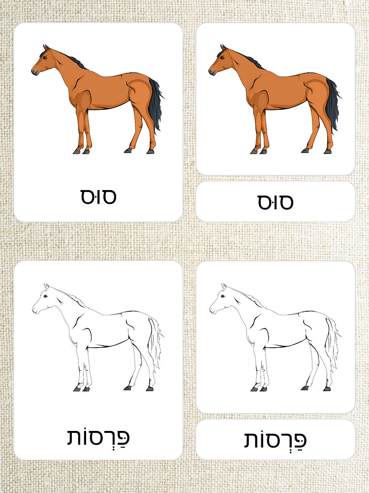 כרטיסיות התאמה - חלקי הסוס