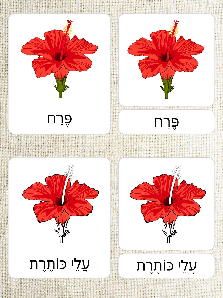 כרטיסיות בשלושה חלקים - חלקי הפרח