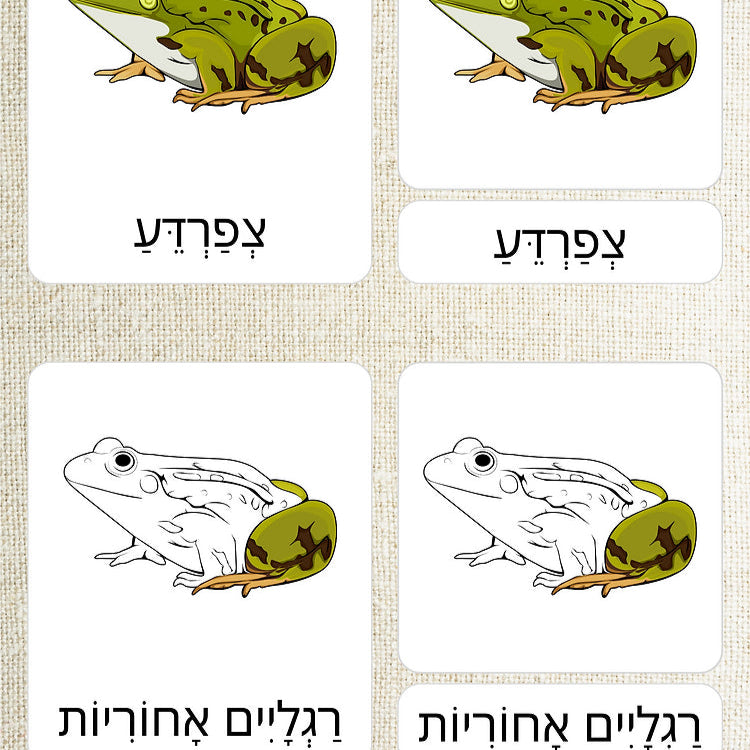 כרטיסיות בשלושה חלקים - חלקי הצפרדע