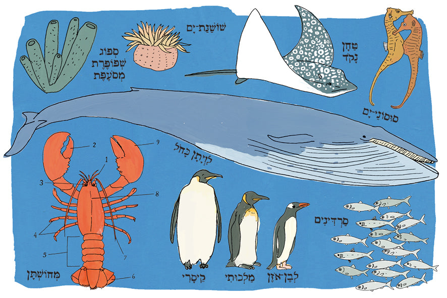 האנטומיה של הים