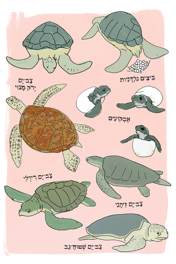 האנטומיה של הים