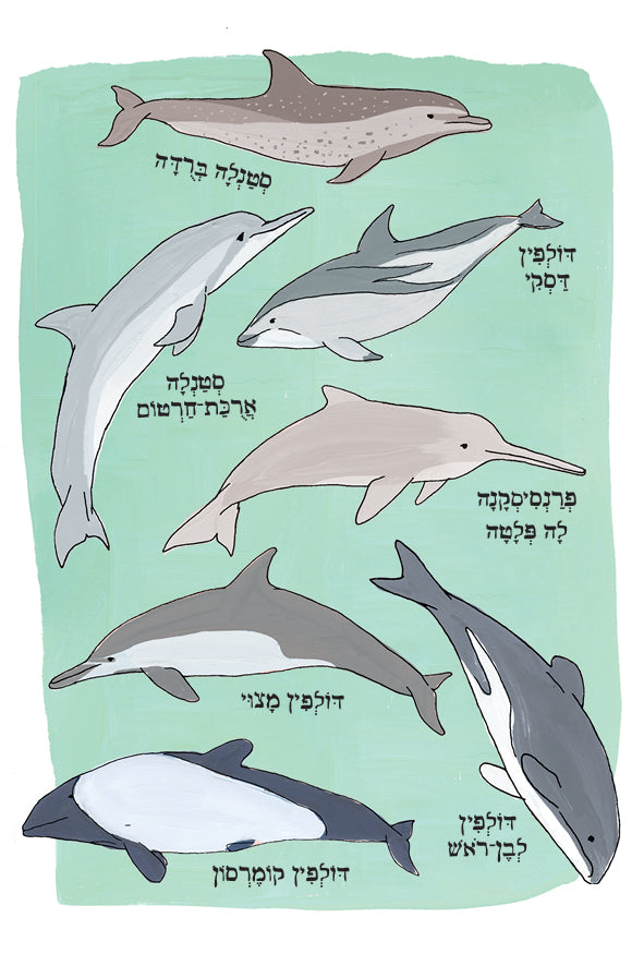 האנטומיה של הים