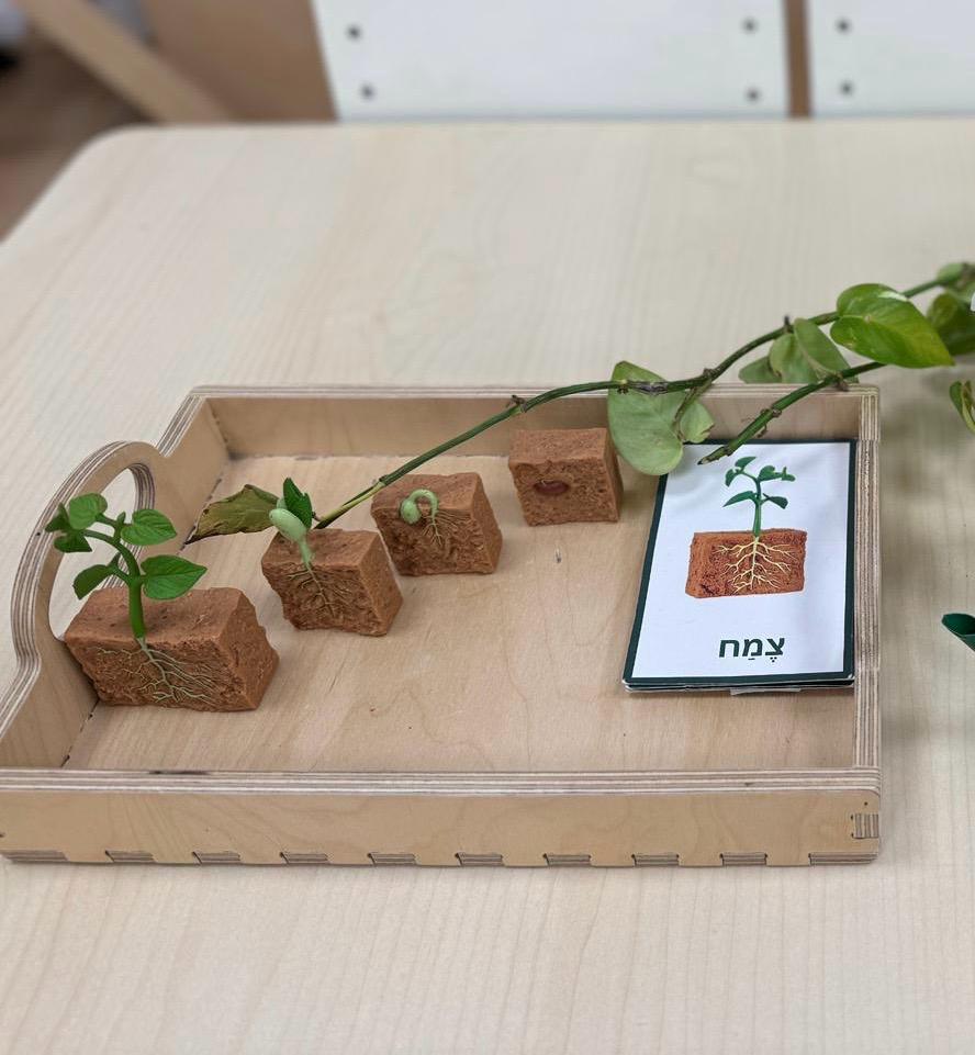 מחזור חיי הצמח: שעועית ירוקה