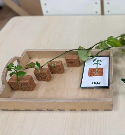 מחזור חיי הצמח: שעועית ירוקה