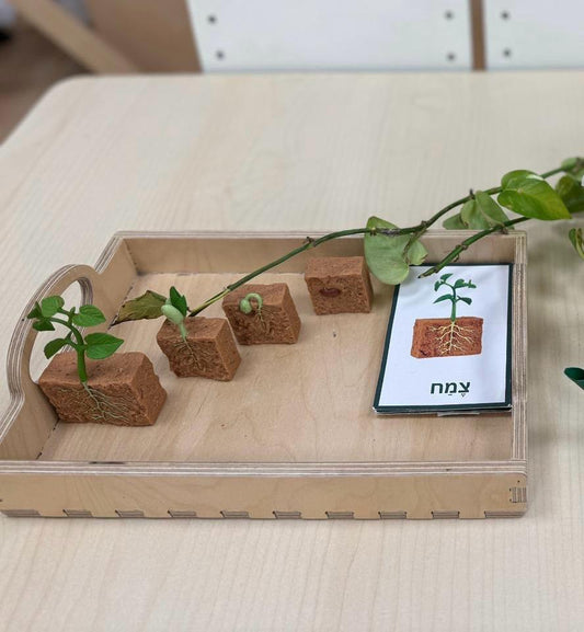 מחזור חיי הצמח: שעועית ירוקה