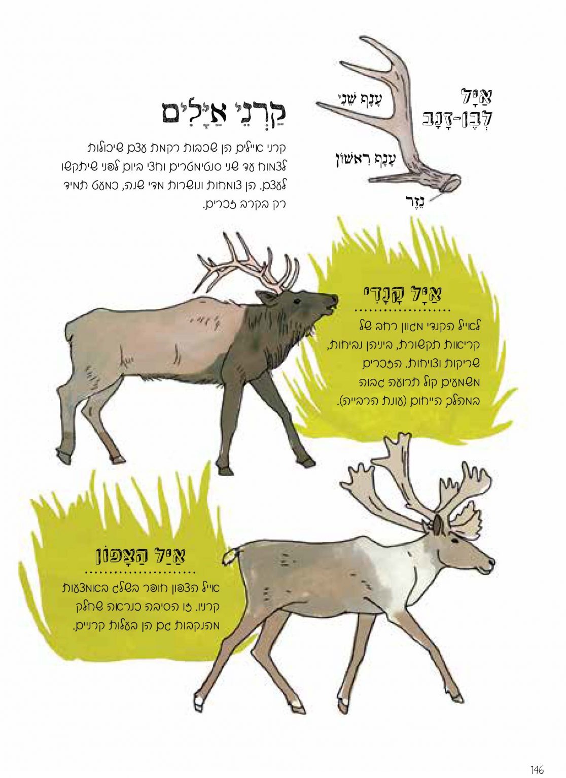 האנטומיה של הטבע