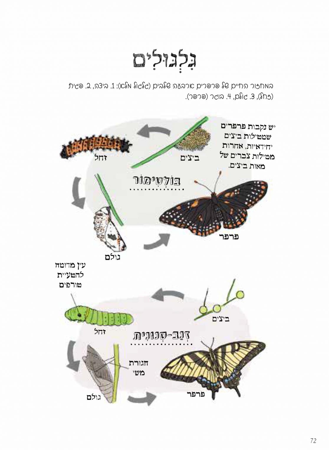 האנטומיה של הטבע