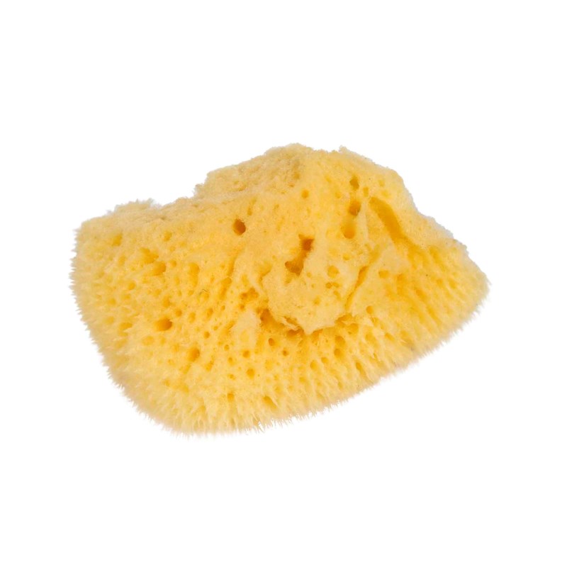 Natural Sponge: Small - ספוג מים טבעי לפעוטות