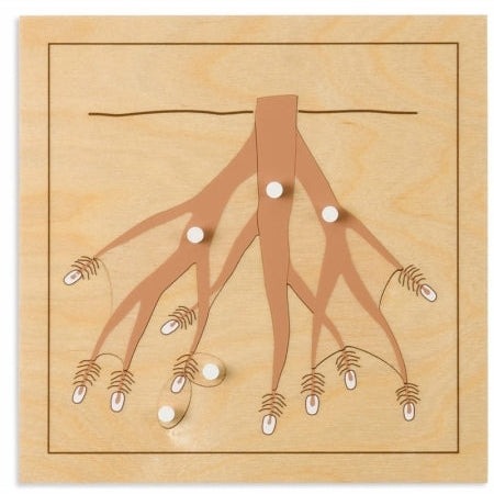 Botany Puzzle: Root - פאזל חלקי השורש -    Elementessori